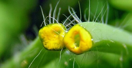celandine pro papilomy