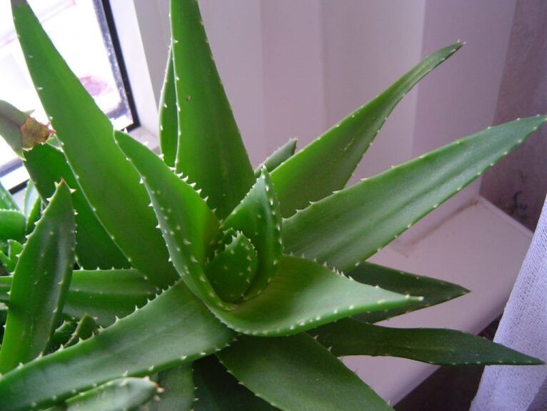 aloe a kalanchoe proti bradavicím